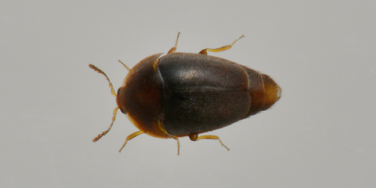 Corylophidae: Sericoderus lateralis? S